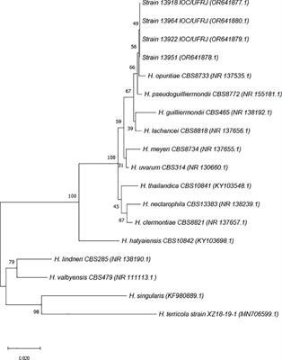 Detection of Hanseniaspora opuntiae in anovaginal samples of pregnant women in Rio de Janeiro, Brazil—a case report